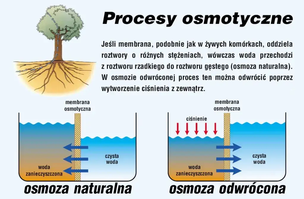 Zdjęcie Osmoza: Kluczowe zjawisko biologiczne, które musisz zrozumieć